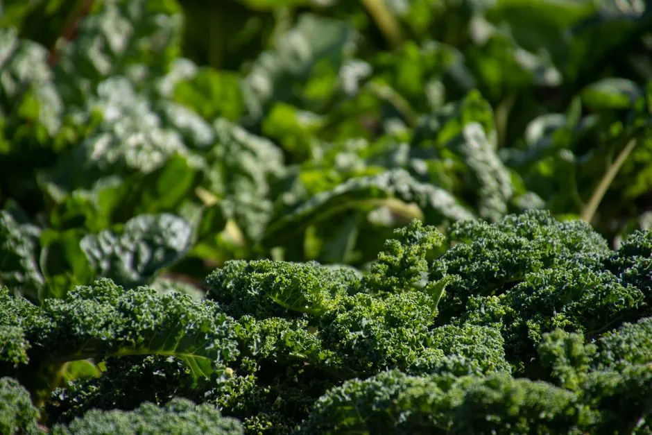 4. Cruciferous Vegetables: Supporting Estrogen Metabolism (Image Credits: Pexels)