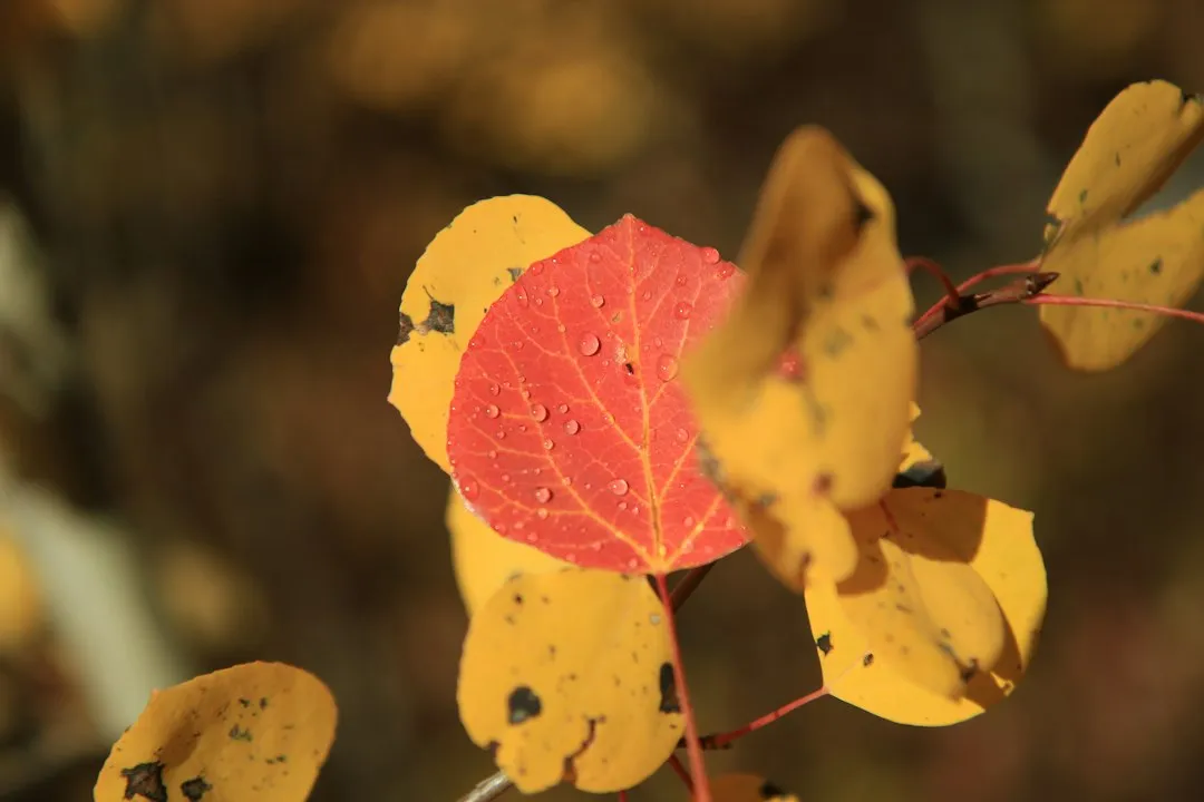 The Role of Tree Species: Why Some Trees Never Go Red (Image Credits: Unsplash)