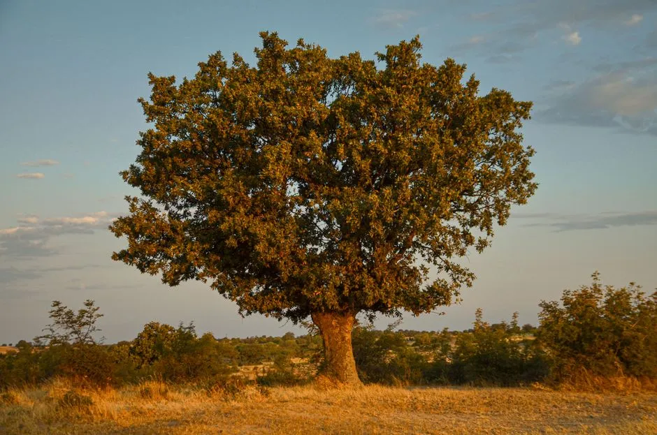 7. Holm Oak - The Toughest Evergreen Screener (Image Credits: Pexels)