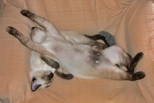 What You Should Actually Do When the Belly Appears (Flickr, CC BY 2.0)