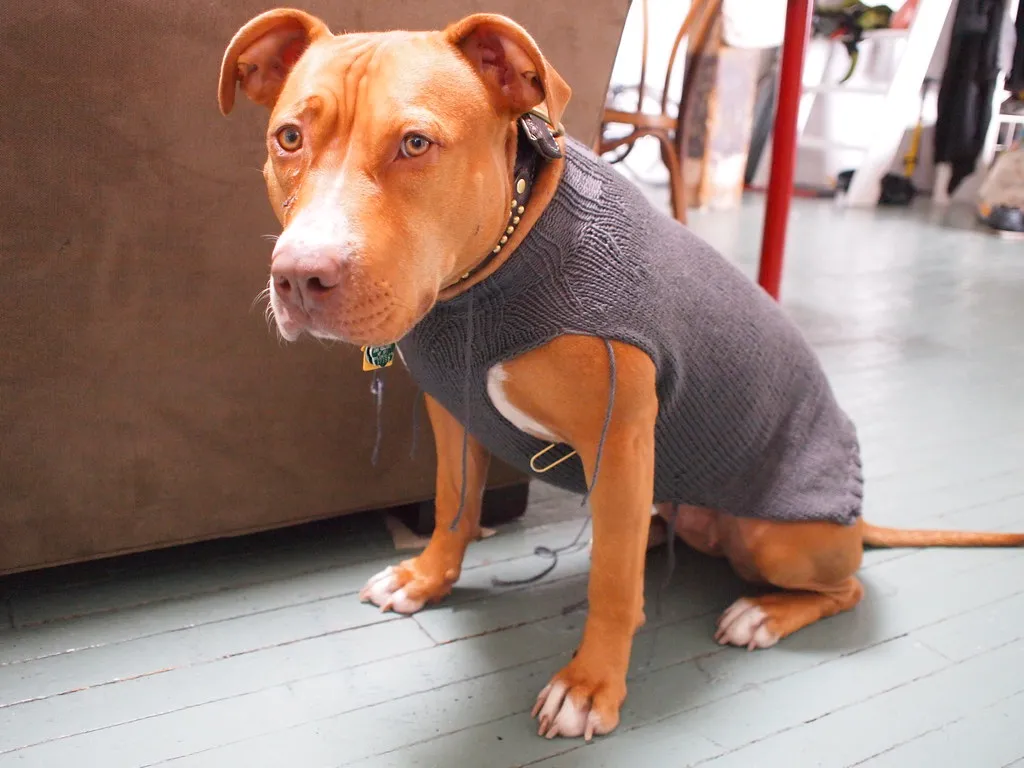 Collar Fit Matters Even When You're Not Walking (Bekathwia, Flickr, CC BY-SA 2.0)