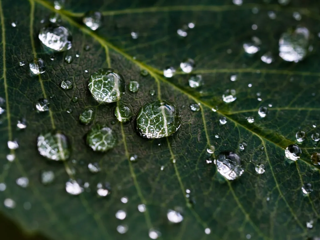 Deep, Infrequent Watering Builds Stronger, More Resilient Plants (Image Credits: Unsplash)