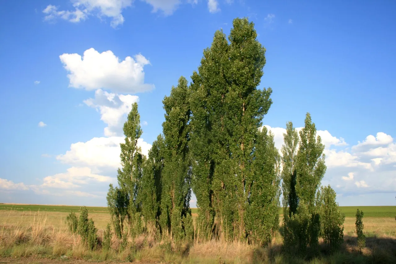4. Lombardy Poplar - When You Need Height, Fast (Image Credits: Pixabay)