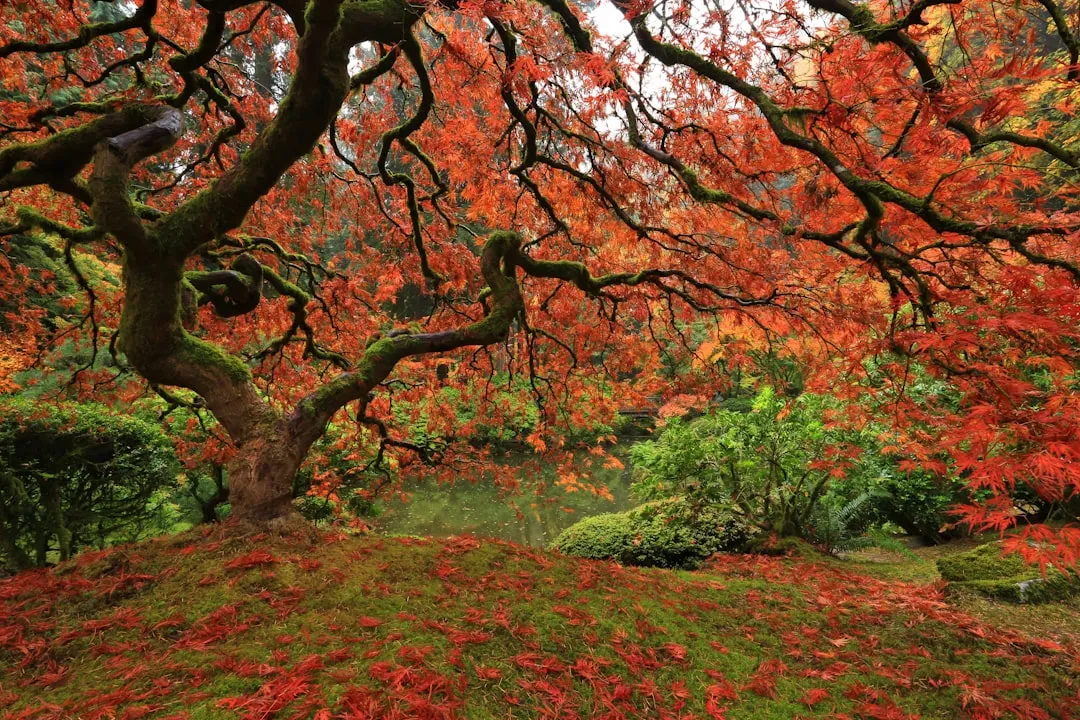 1. Japanese Maple (Acer palmatum) - The Elegant Classic (Image Credits: Unsplash)
