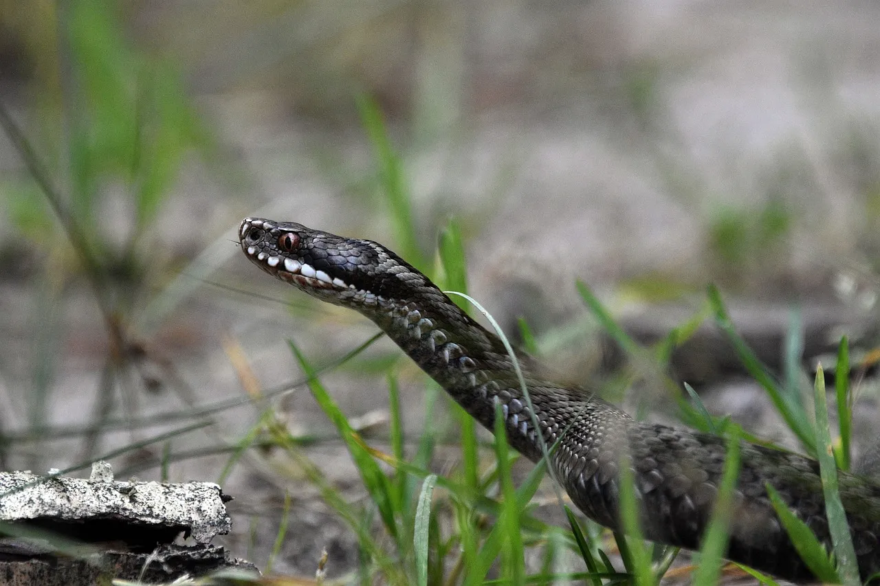 Early Emergence Is Shifting Due to Climate Patterns (Image Credits: Pixabay)