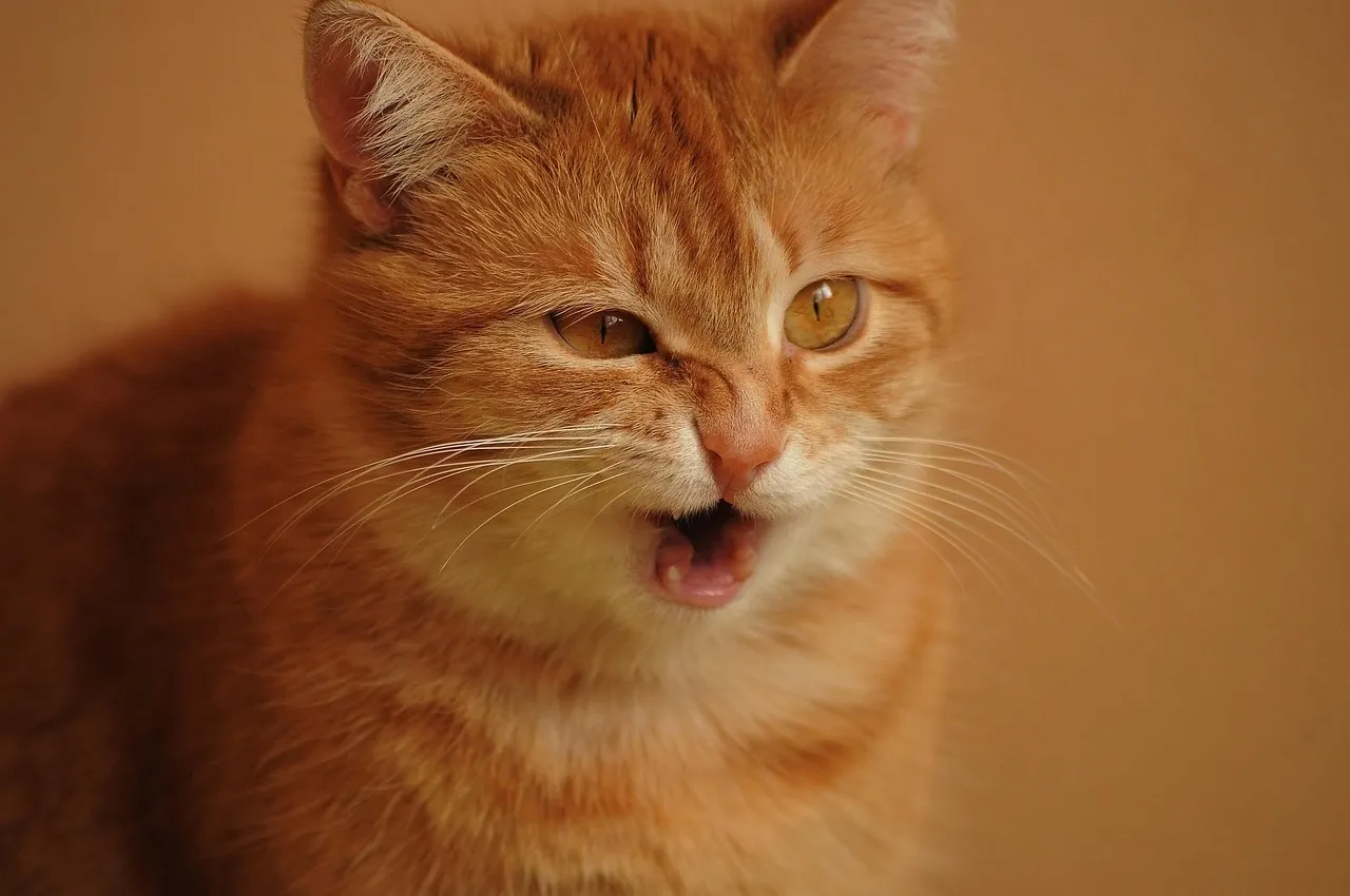 It Has a Name: The Flehmen Response (Image Credits: Pixabay)