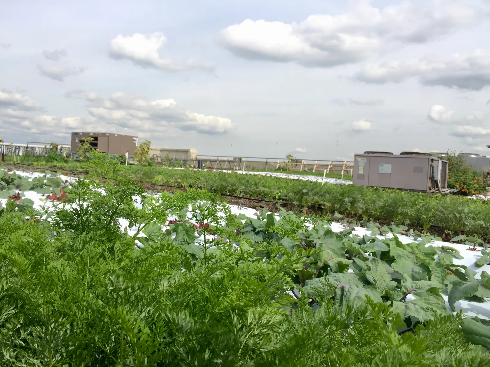 HDPE and Plastic Root Barrier Panels: The Deeper Option (By NicoARicoA, CC BY-SA 4.0)