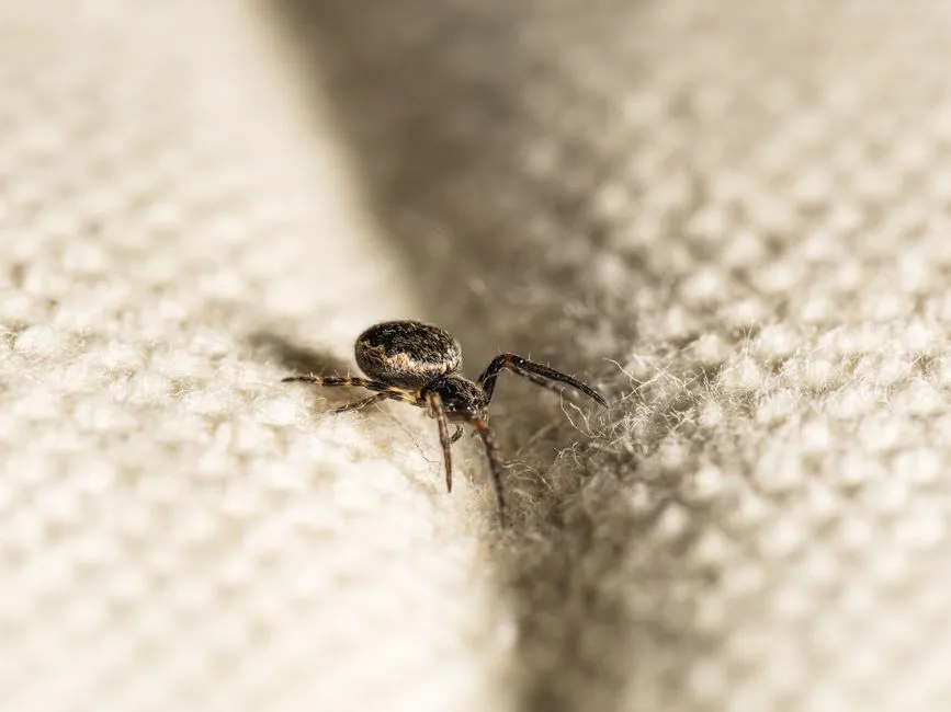 They Follow Their Prey, Not the Warmth (Image Credits: Pexels)