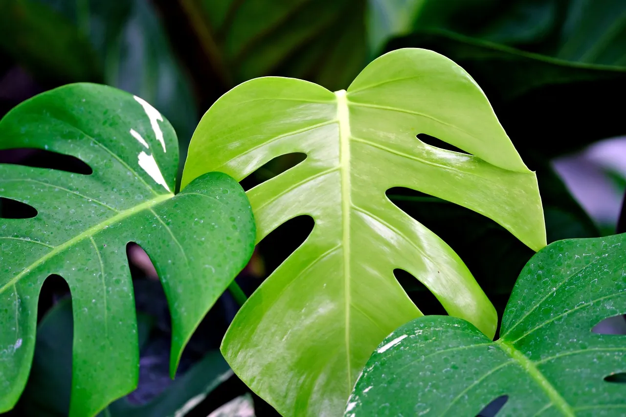 The Monstera: Bold, Social, Fully Maximalist (Image Credits: Pixabay)