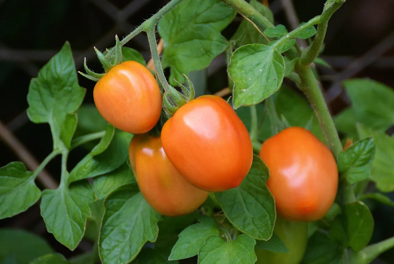 Why Fruiting Vegetables Suffer Most from Low Light (Image Credits: Pixabay)