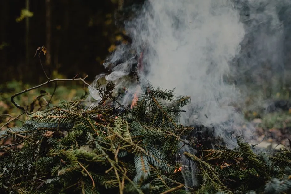 The Role of Defensible Space Zones in Tree Placement (Image Credits: Pexels)