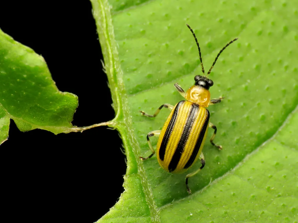 The Cucumber Beetle Connection You Cannot Ignore (treegrow, Flickr, CC BY 2.0)