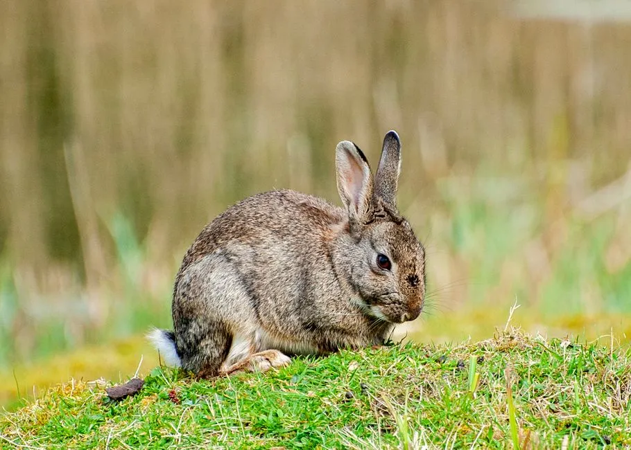 The Mechanics: How Rabbits Actually Thump (Image Credits: Pexels)