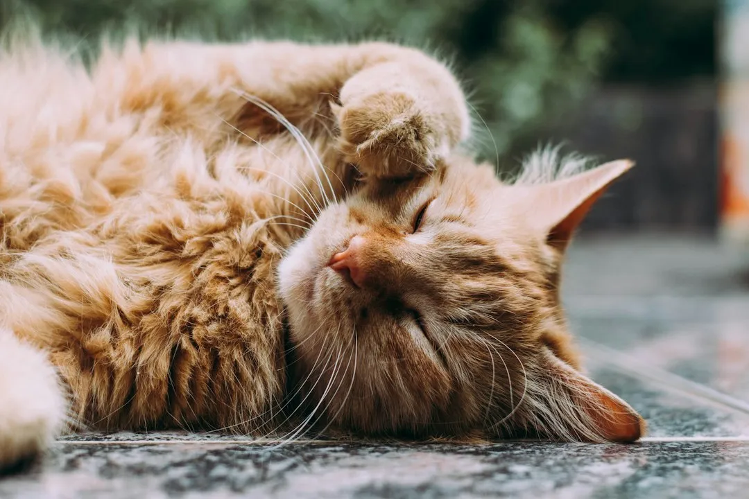 What Happens Inside a Cat's Brain (Image Credits: Unsplash)