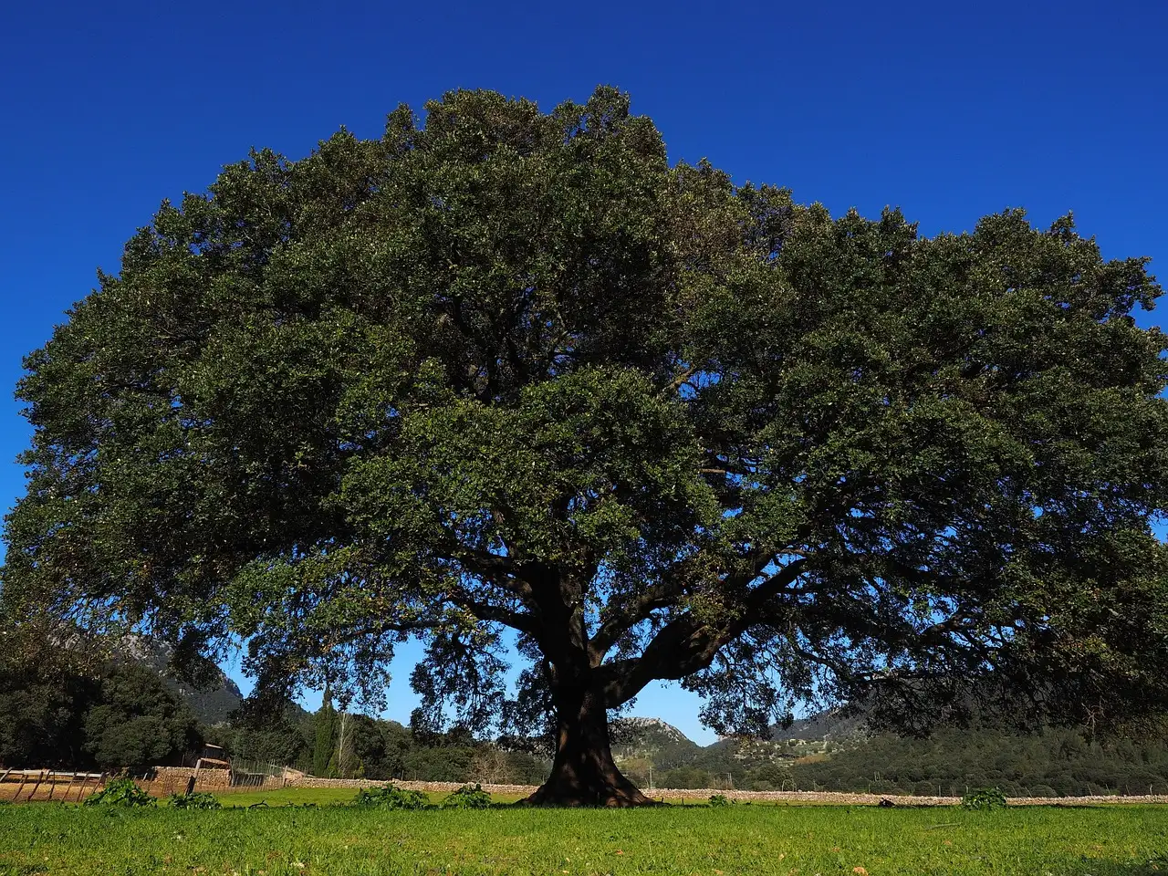 6. Camphor Tree: The Big Canopy for Serious Summer Heat (Image Credits: Pixabay)