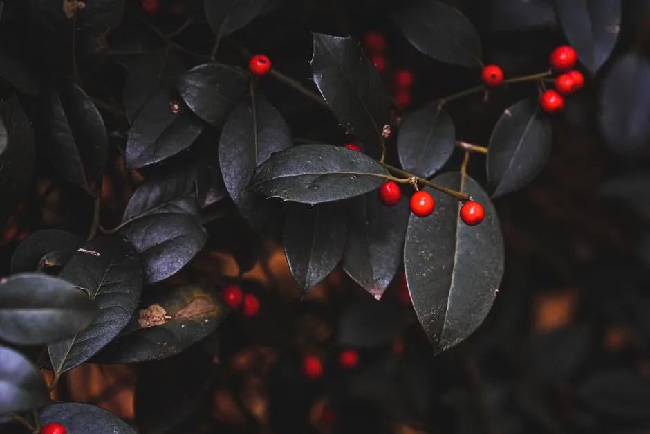 Not All Holly Is Equal - But All of It Is Dangerous (Image Credits: Pexels)