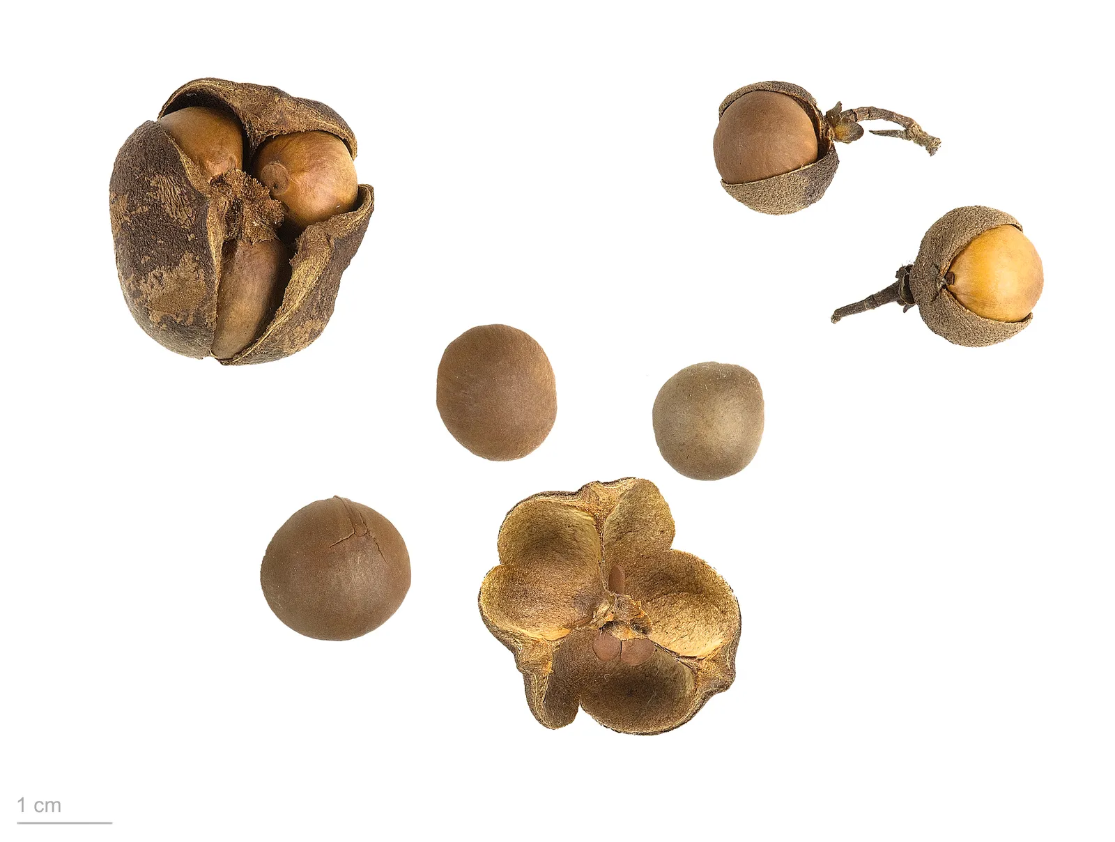 How Tannins Offer a Degree of Fungal and Pest Protection (By Roger Culos, CC BY-SA 3.0)