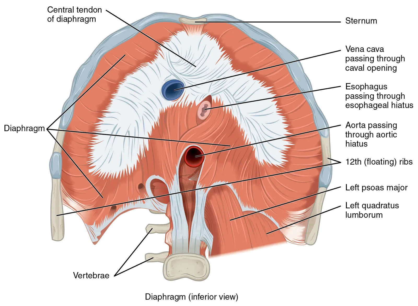 The Diaphragm Is the Troublemaker (By OpenStax, CC BY 4.0)