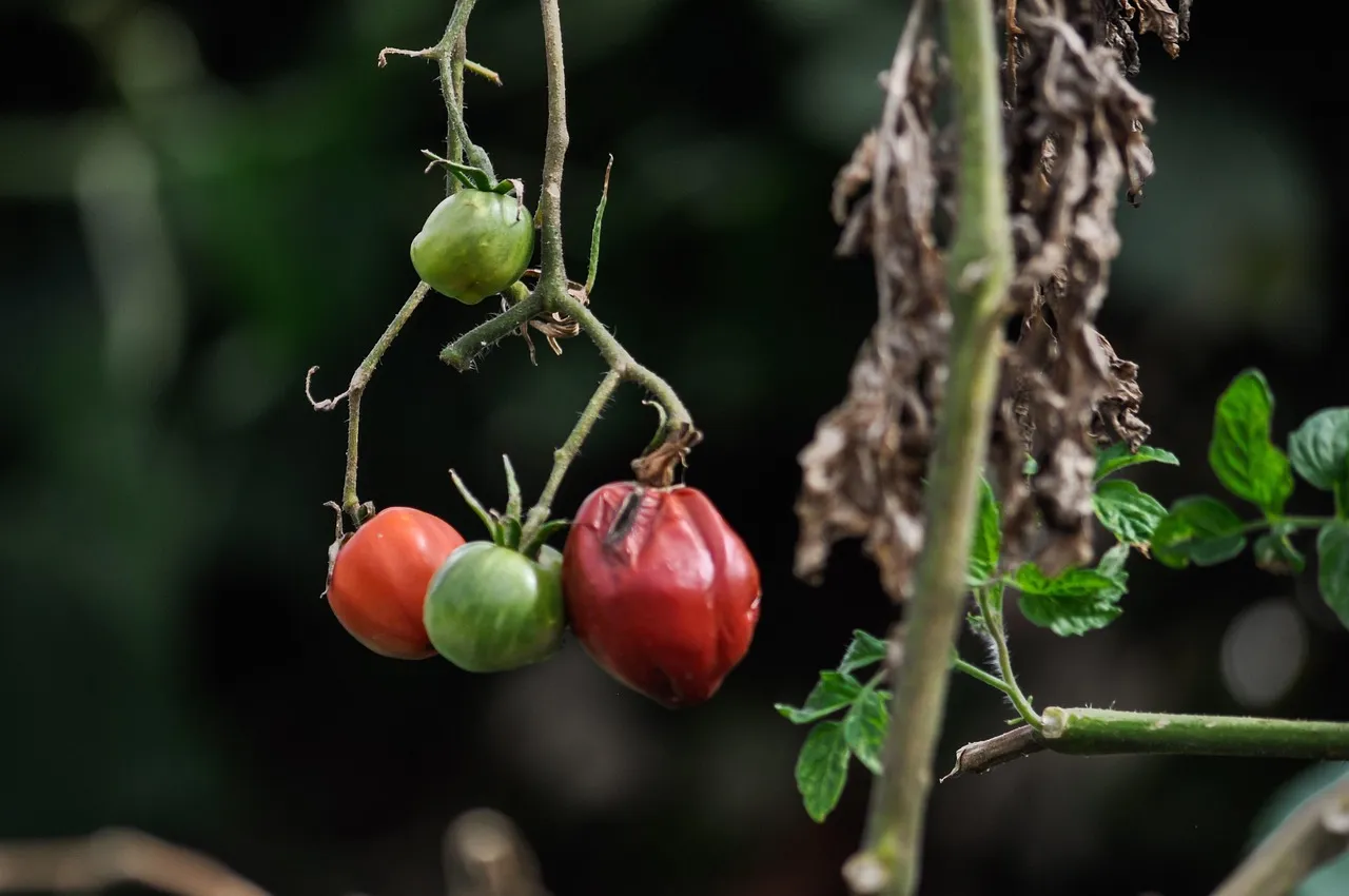 What to Do Once Rot Has Already Appeared (Image Credits: Pixabay)
