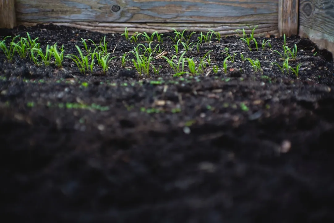 The Oxygen Factor: Why Soil Aeration Matters in Big Pots (Image Credits: Unsplash)