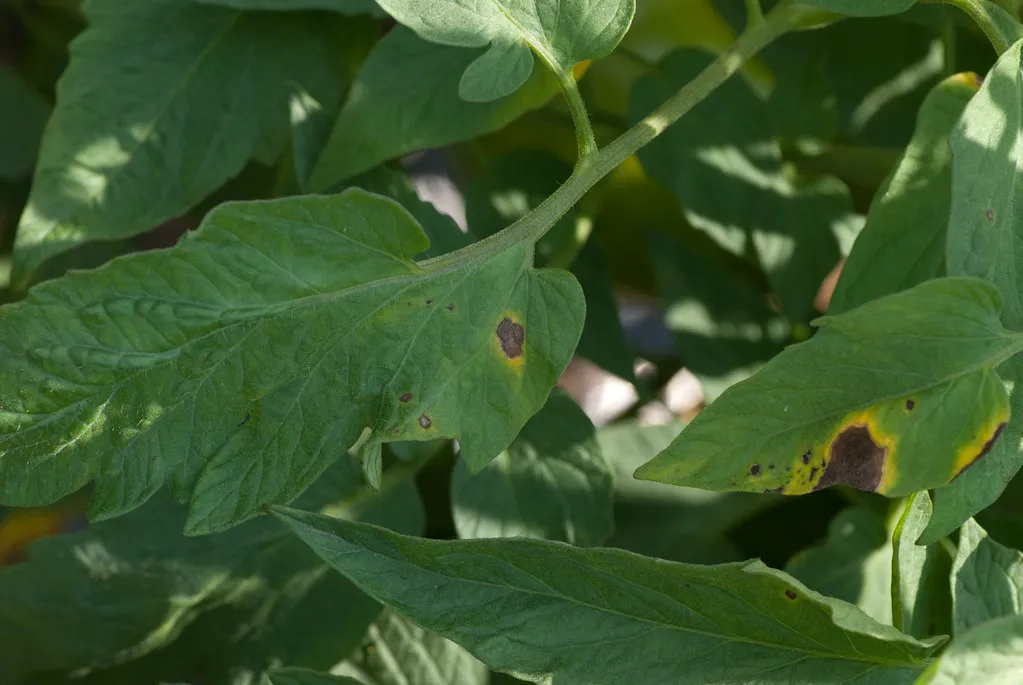 Disease Almost Always Starts at the Bottom (photofarmer, Flickr, CC BY 2.0)
