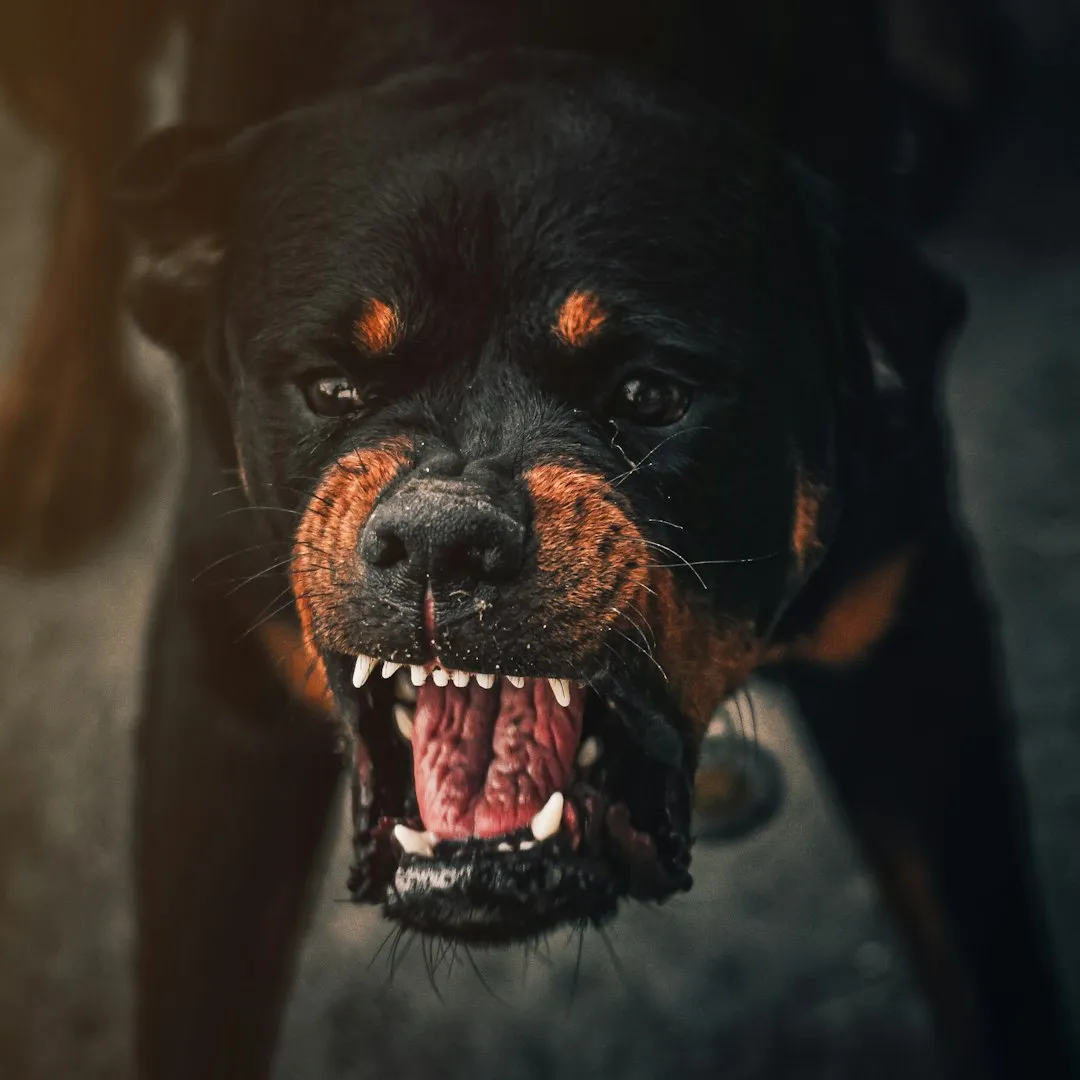 1. The Growl: Far More Complicated Than "Back Off" (Image Credits: Unsplash)