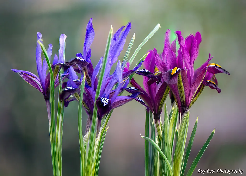 Matching Plants to Your Specific Site Conditions (The Hidden Hide with Ray, Flickr, CC BY 2.0)