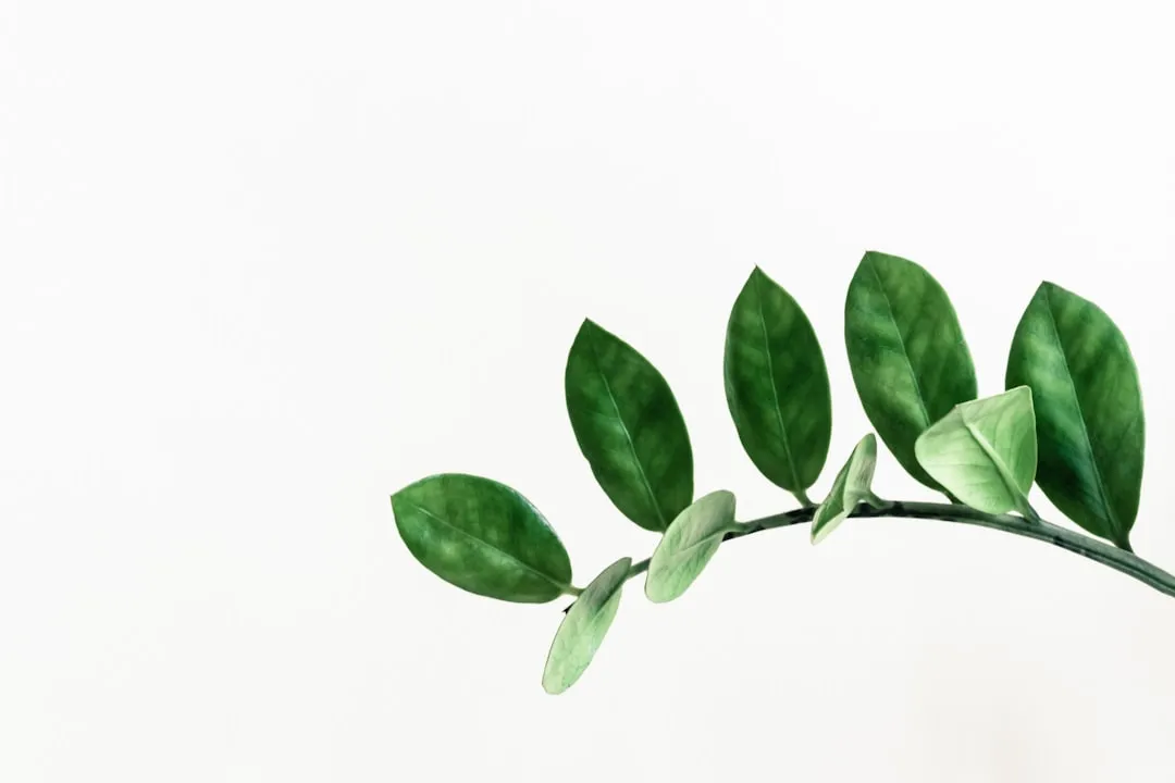 2. ZZ Plant (Zamioculcas Zamiifolia): The Drought-Storing Powerhouse (Image Credits: Unsplash)