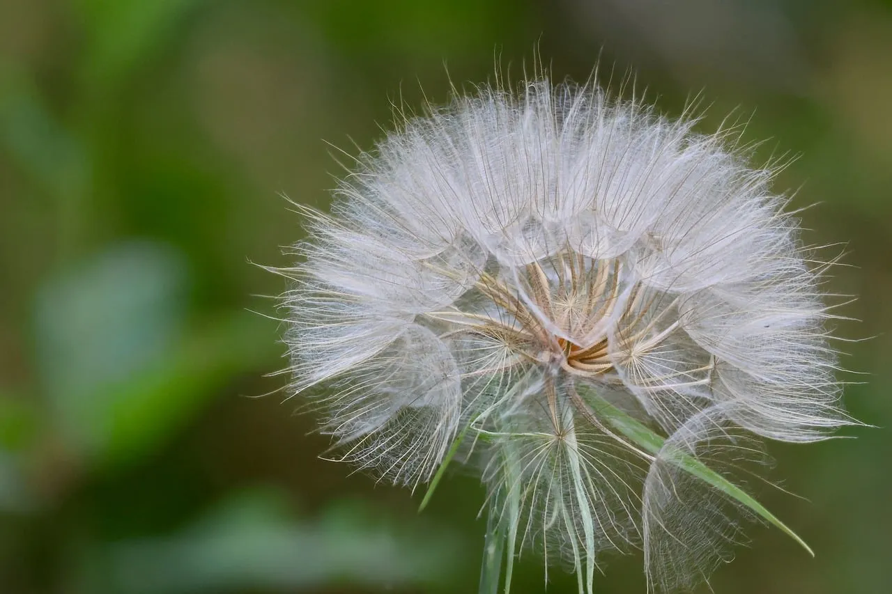 Dispersal Distance and the Advantage of Moving Far (Image Credits: Pixabay)