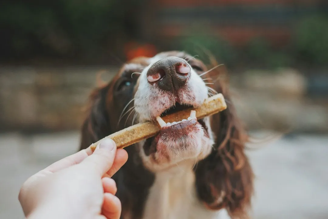 The Role of Dental Problems (Image Credits: Unsplash)