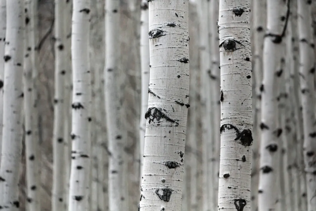 The Case for White Paint (Image Credits: Unsplash)