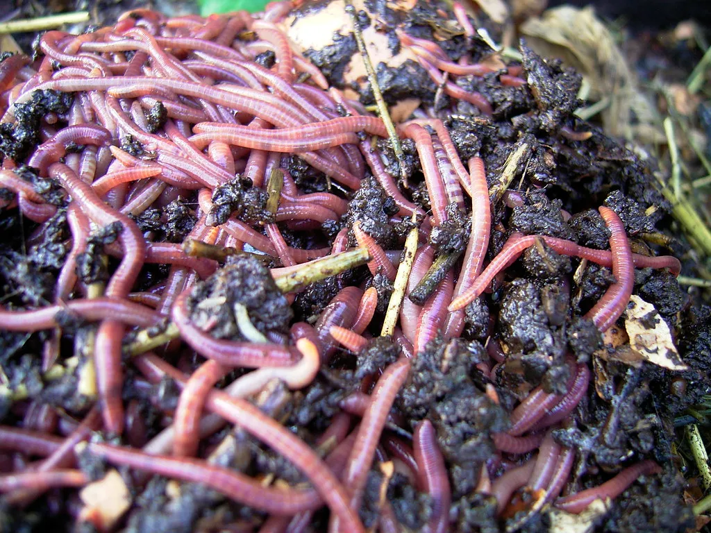 The Odor Secret: Carbon, Nitrogen, and Balance (jarsyl, Flickr, CC BY-SA 2.0)