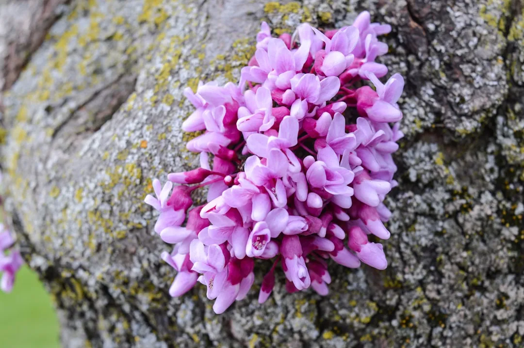 Tree 4: Eastern Redbud (Cercis canadensis) (Image Credits: Unsplash)