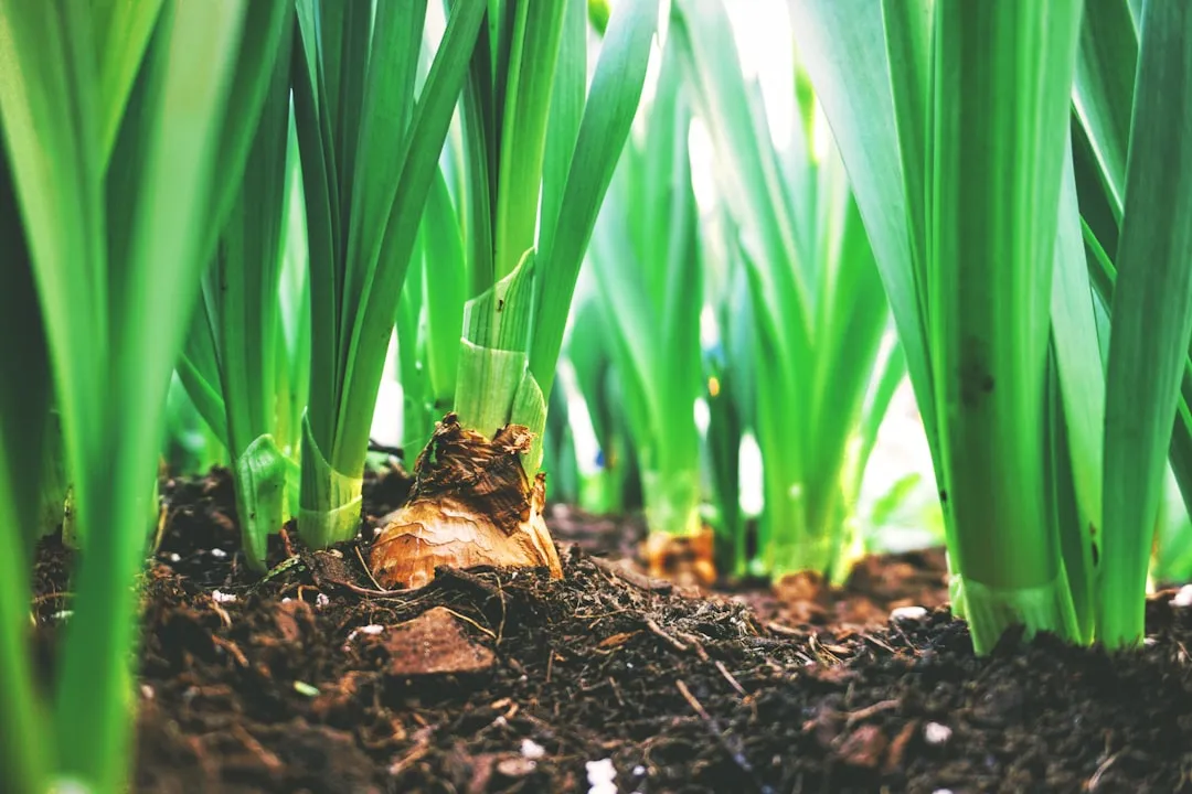 How Mulch Actually Stops Your Water From Disappearing (Image Credits: Unsplash)