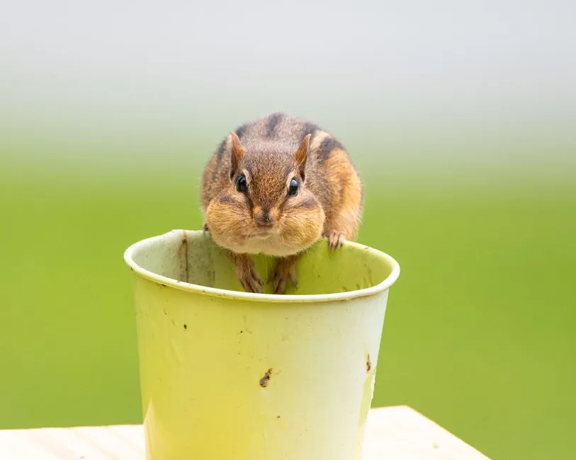 The Loading Curve and the Risk of Overstuffing (Image Credits: Pexels)