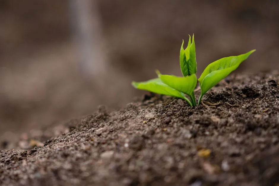 Too Much Nitrogen Kills the Flavor of Mint and Other Leafy Herbs (Image Credits: Pexels)