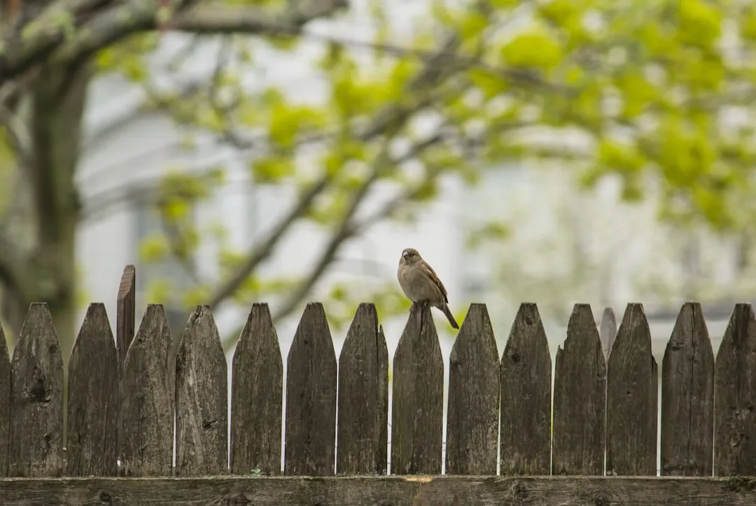 Chatting Across the Fence Used to Be the Default (Image Credits: Unsplash)