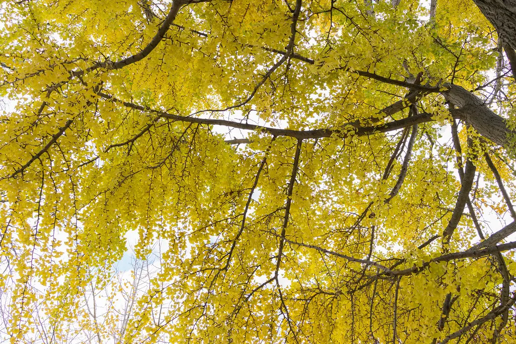 Tree 3: Ginkgo biloba (Maidenhair Tree) - A Living Fossil in Golden Form (Edsel L, Flickr, CC BY-SA 2.0)