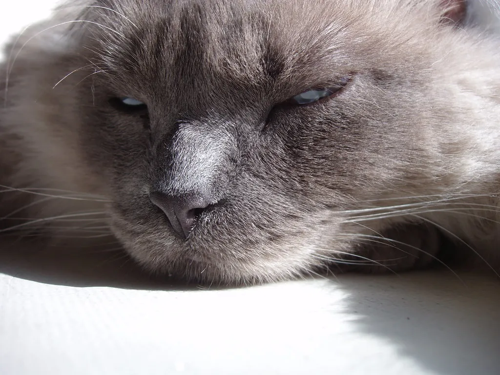 Feline Diabetes: When Blood Sugar Drives the Bowl (liberalmind1012, Flickr, CC BY 2.0)