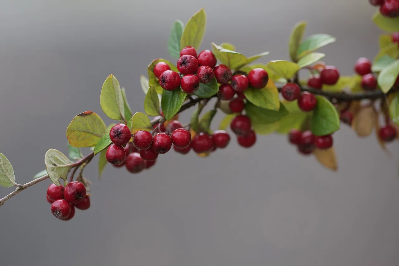 Cotoneaster and Other Common Ornamentals (Image Credits: Pixabay)