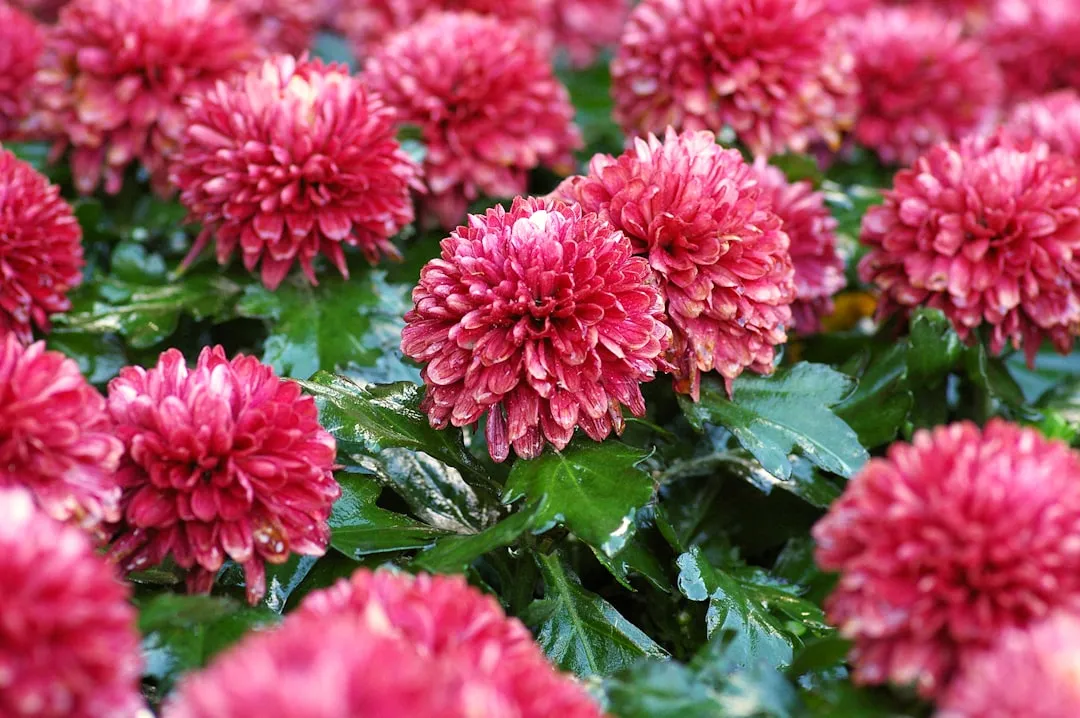 Why Florists Are Bringing It Back Into Fashion (Image Credits: Unsplash)