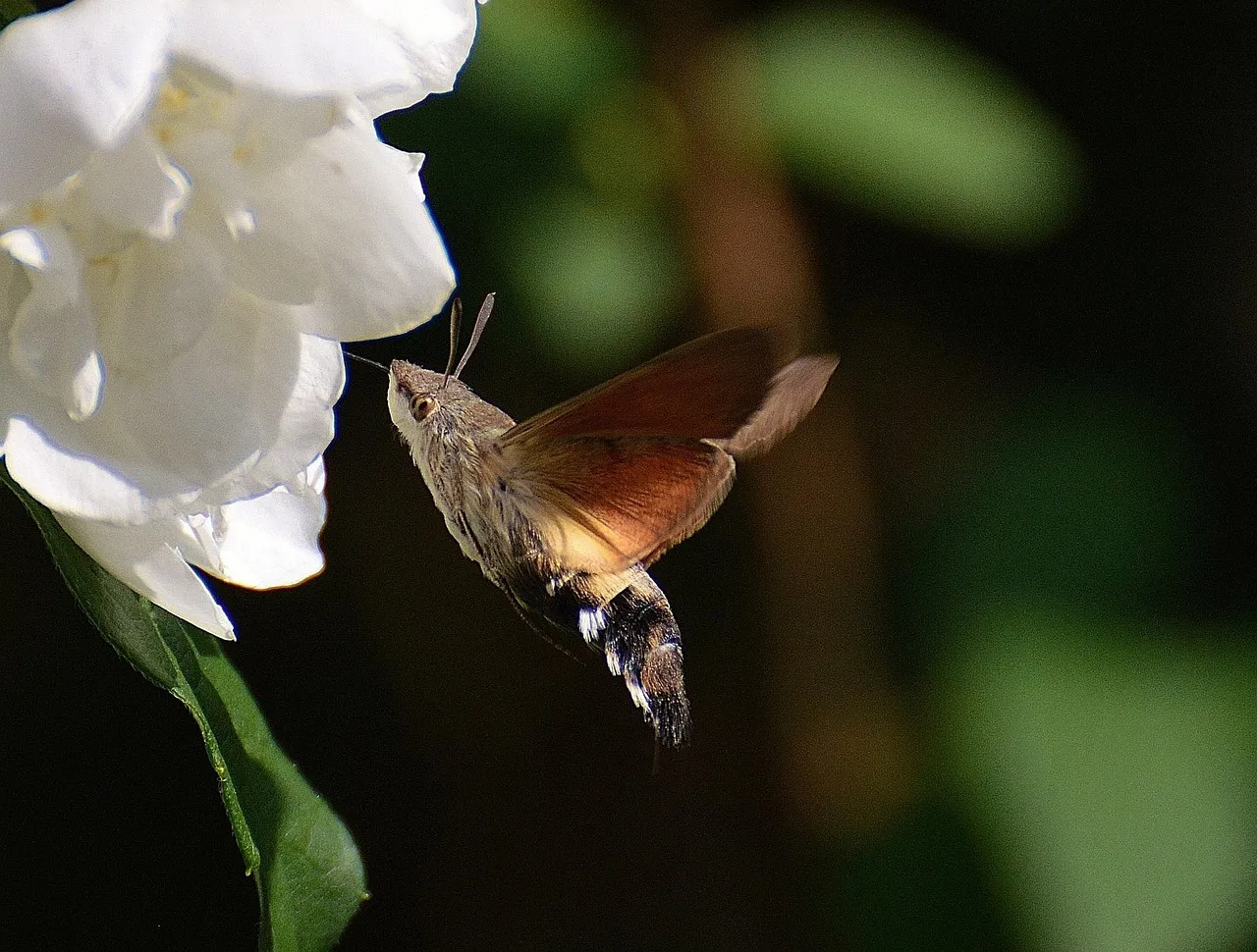 Never Moving a Trap That Isn't Catching (Image Credits: Pixabay)