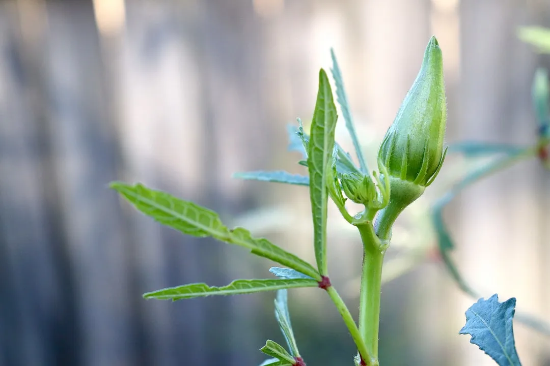 5. Okra: Heat and Drought Are Its Natural Habitat (Image Credits: Unsplash)