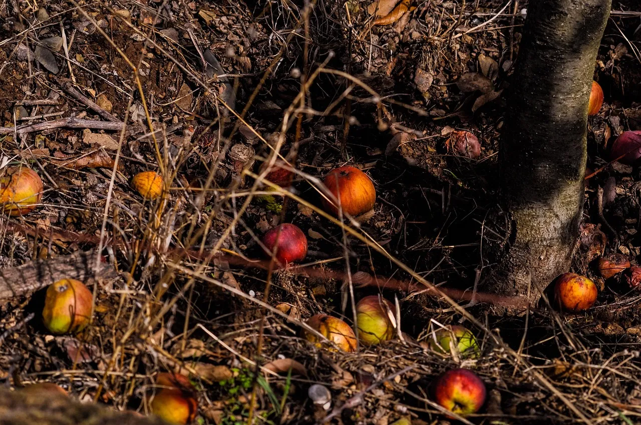 What Color Tells You About Nutrient Availability at the End (Image Credits: Pixabay)