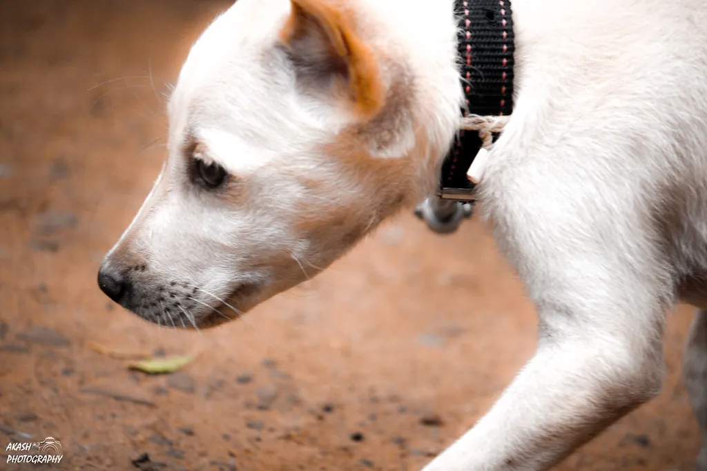 Other Dogs Can Read These Signals Too (akashunnikrishnan, Flickr, CC BY 2.0)