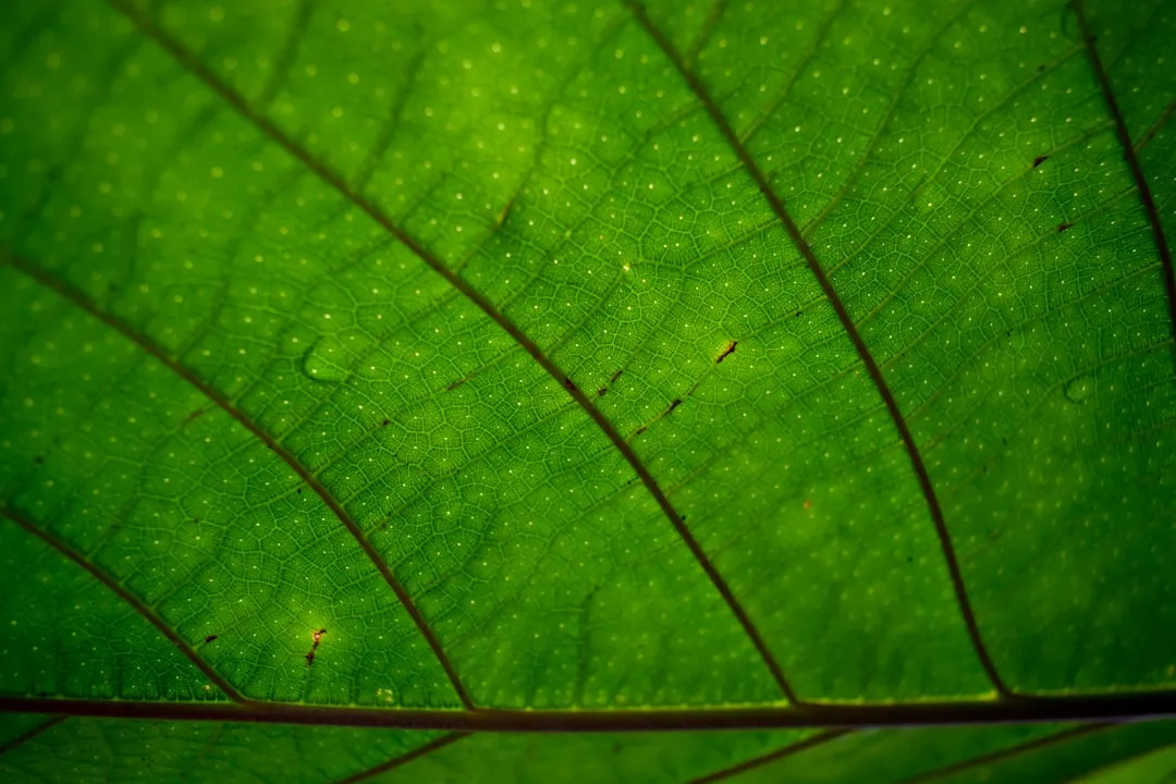 What Happens Inside the Trunk When Water Disappears (Image Credits: Unsplash)