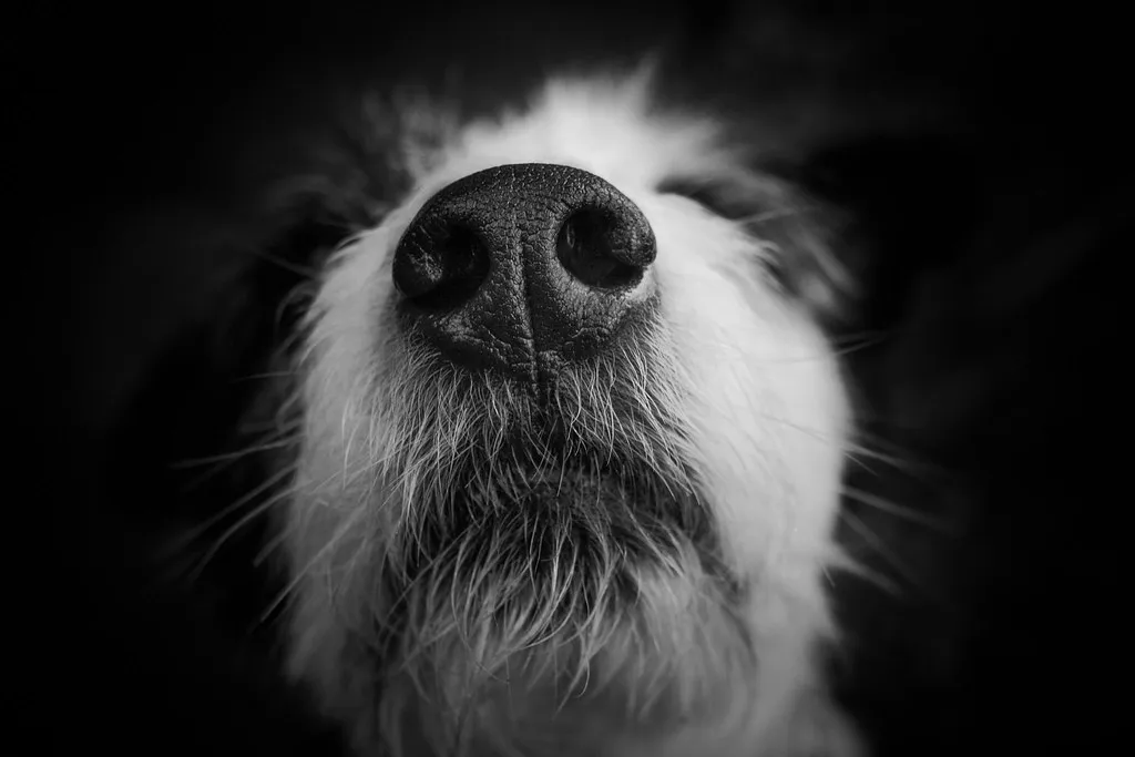 A Nose That Makes Ours Look Useless (montillon.a, Flickr, CC BY 2.0)