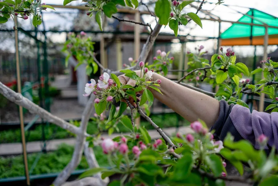 5. Cutting to Inward-Facing Buds (Image Credits: Pexels)