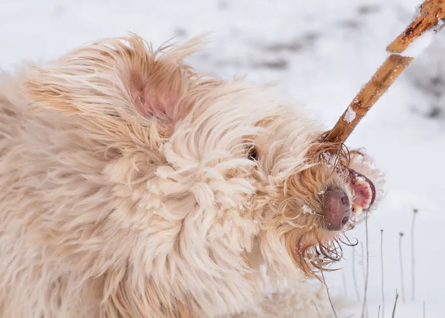 The Stick-Chewing Habit Vets Say Sends Dogs to the Clinic - The Garden ...