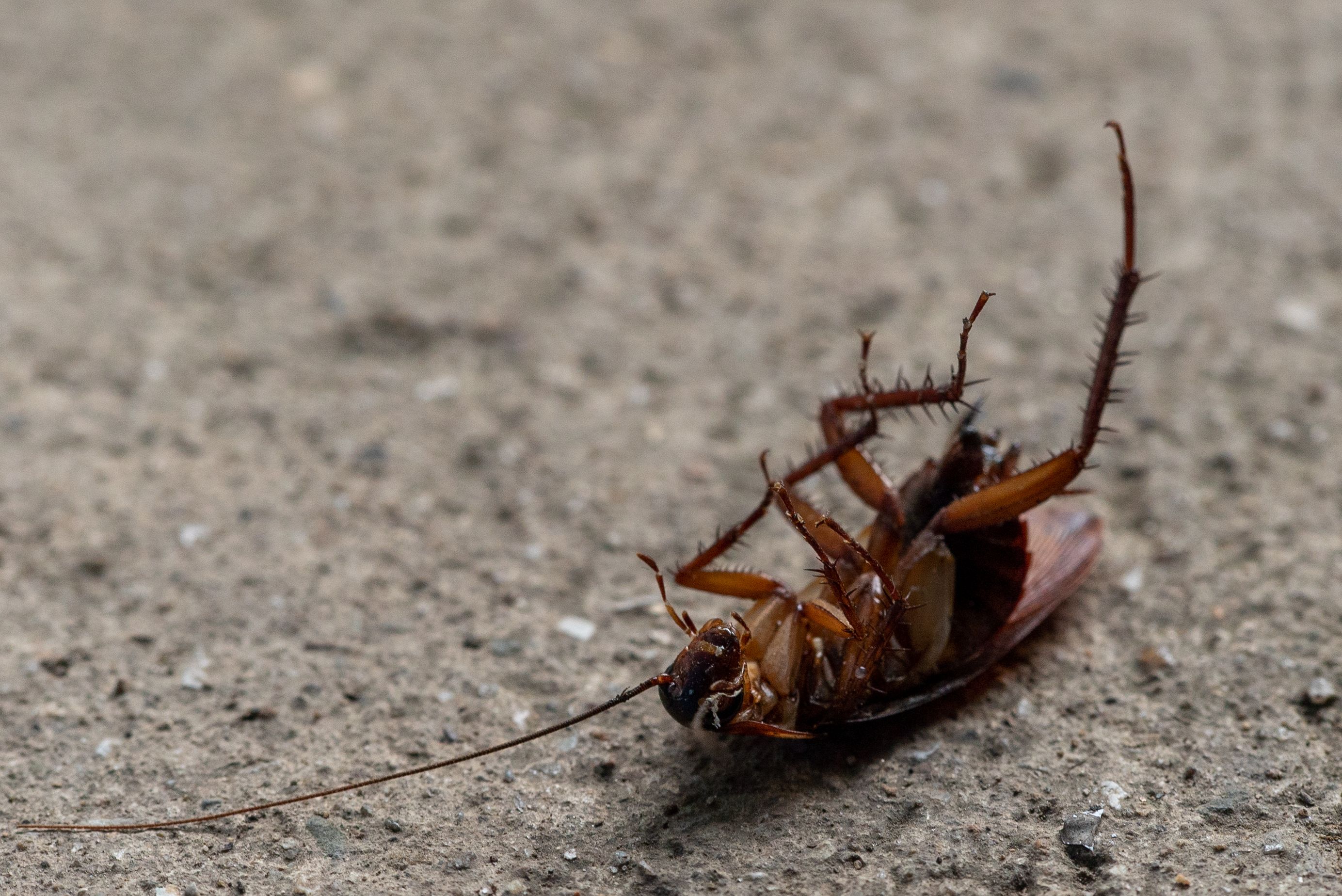 5 Household Items Secretly Attracting Bugs Into Your Home